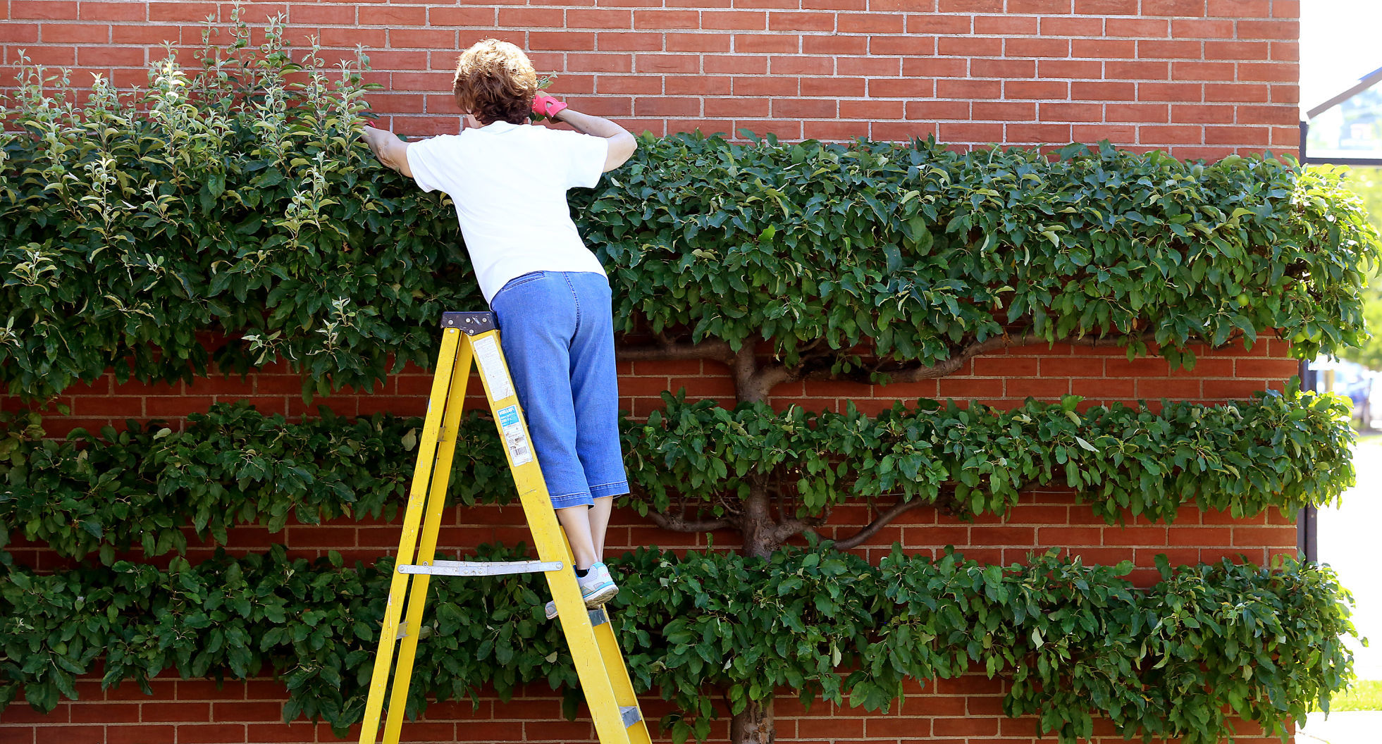 070719-qct-espalier-004
